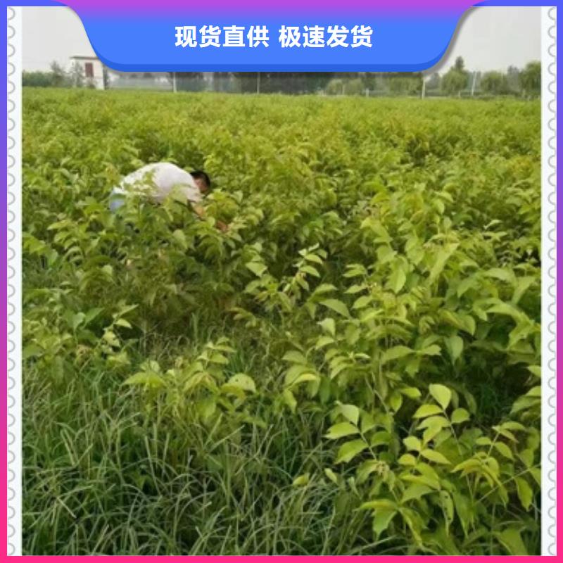 核桃苗梨树苗厂家实力大
