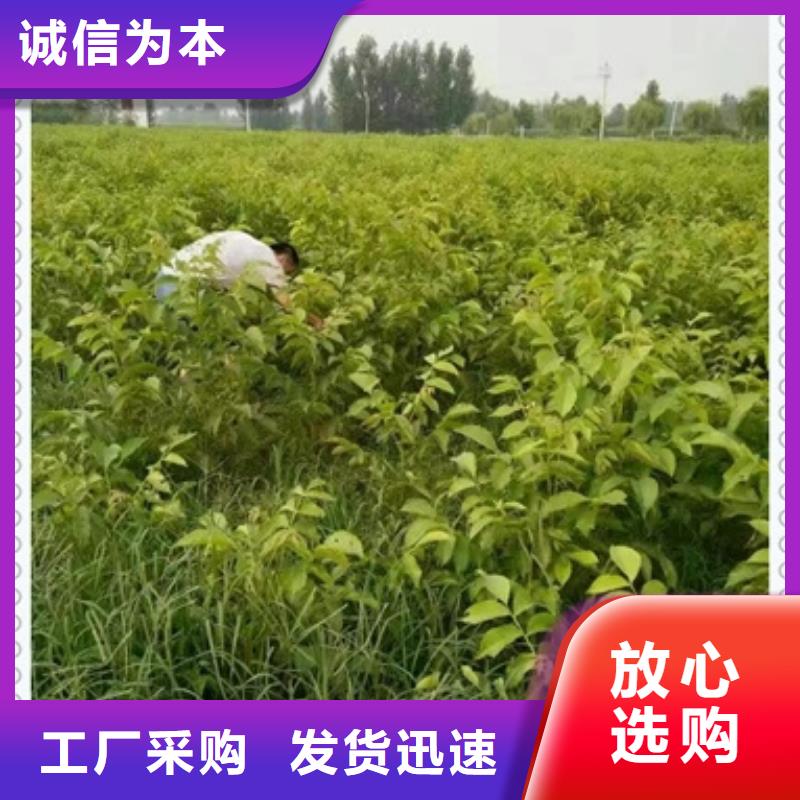 核桃苗-蓝莓苗价格有优势
