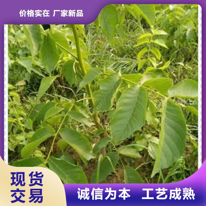 核桃苗,蓝莓苗有实力有经验