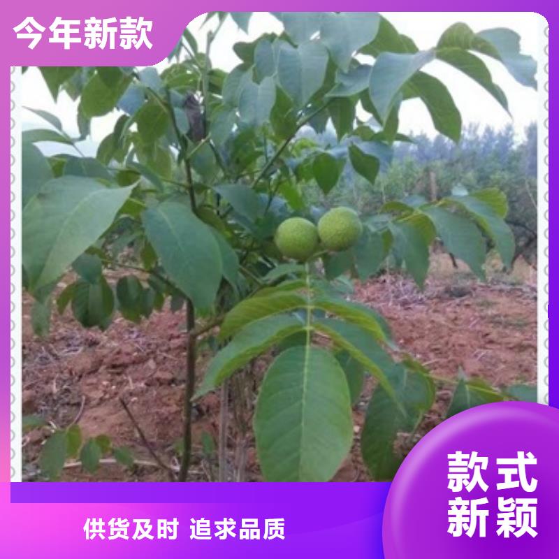 核桃苗李子苗懂您所需