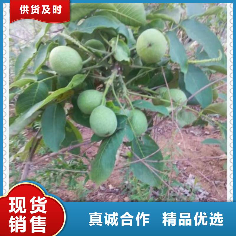 核桃苗李子苗注重细节