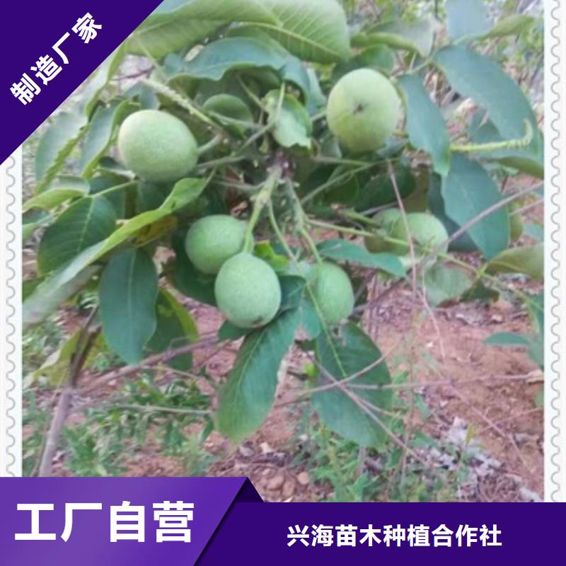 核桃苗【李子苗】甄选好厂家