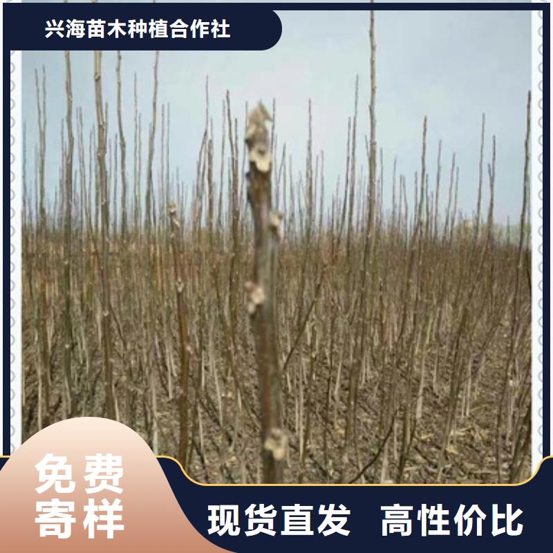 核桃苗李子苗懂您所需