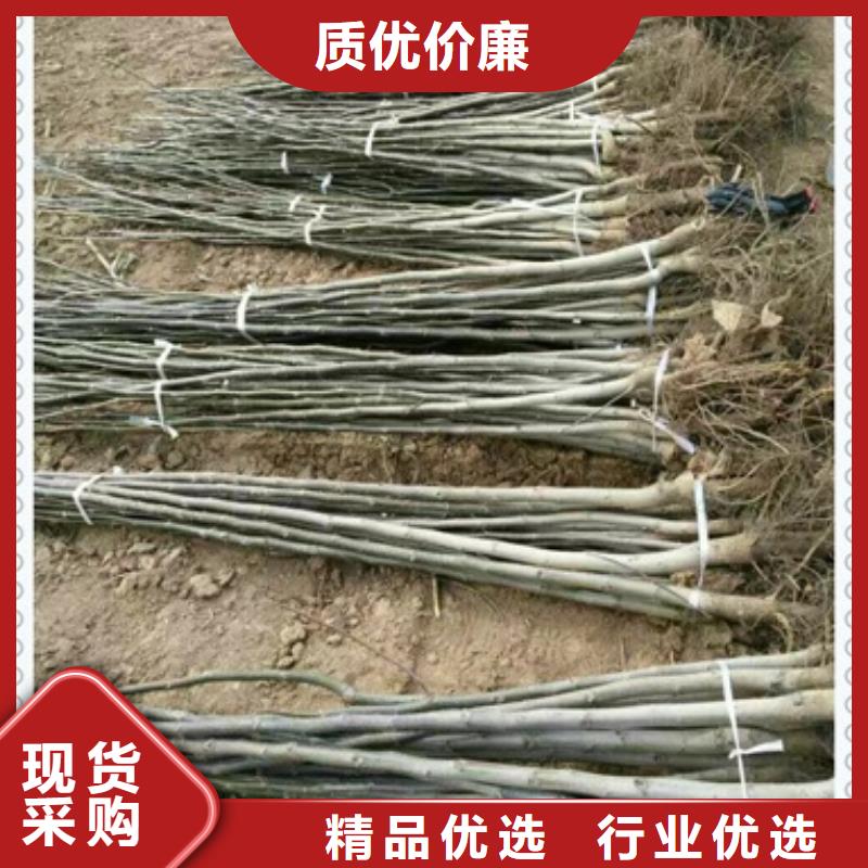 【核桃苗】桃树苗来图来样定制