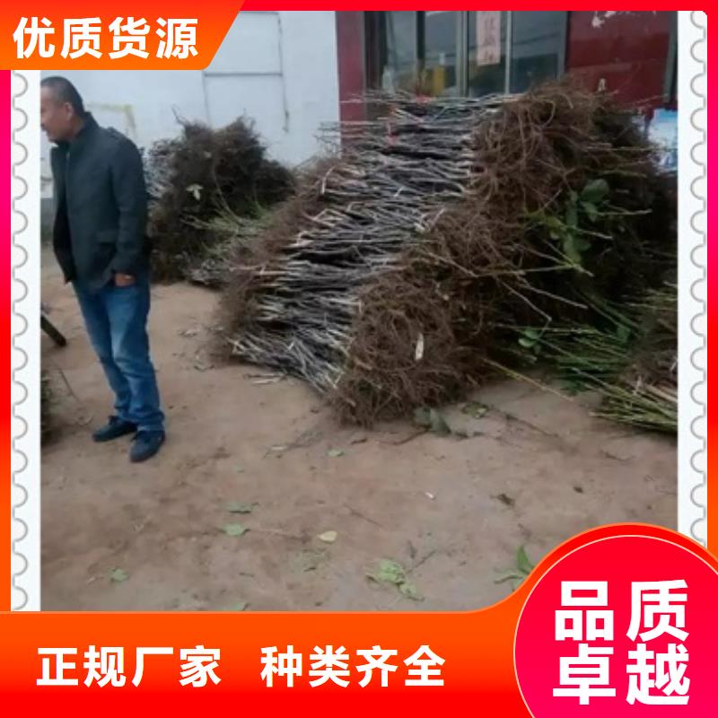 核桃苗桃树苗服务至上