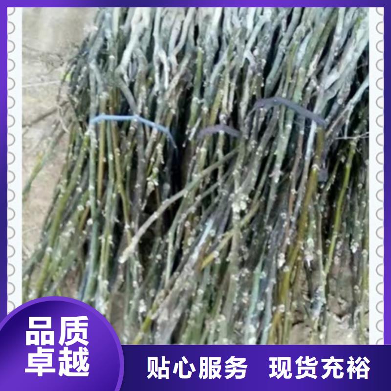 核桃苗桃树苗用心服务