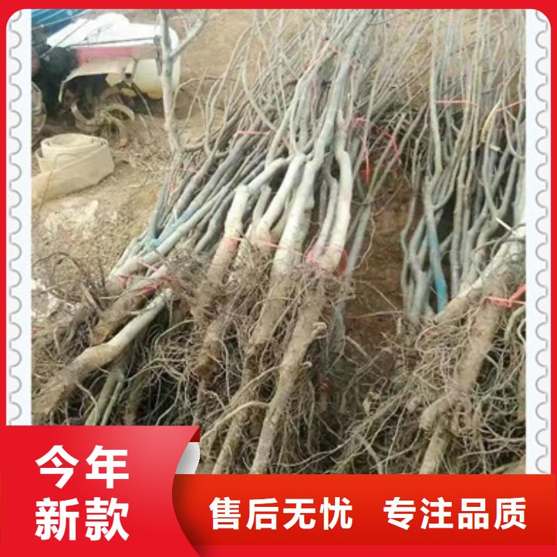 核桃苗李子苗懂您所需