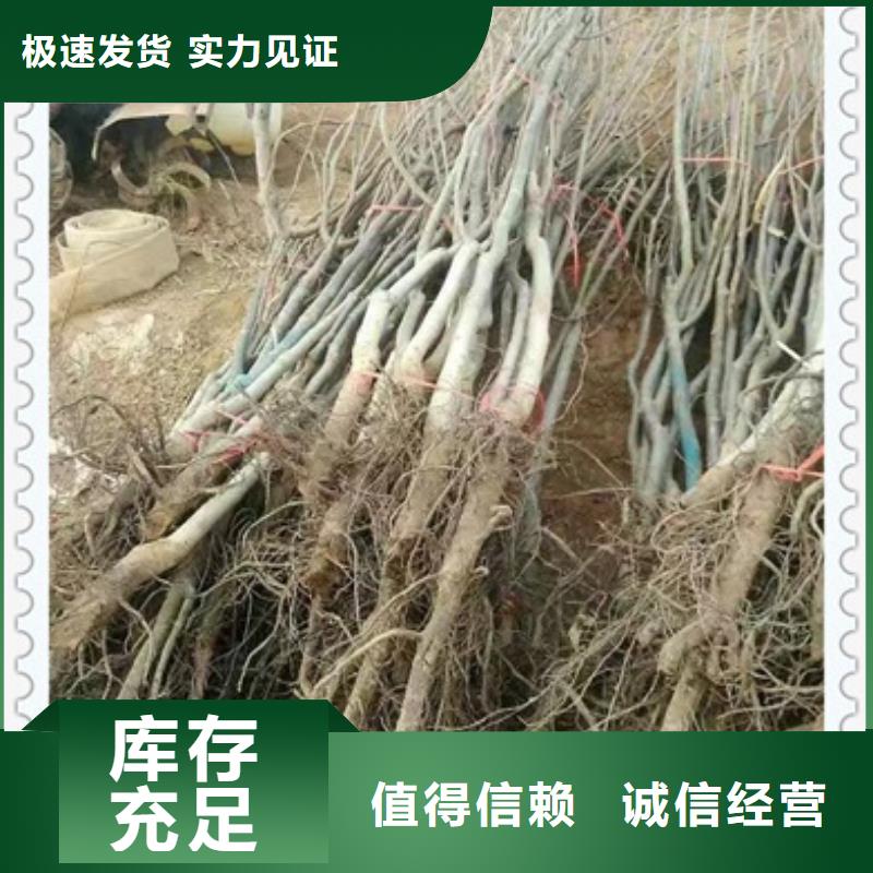 核桃苗,葡萄苗24小时下单发货