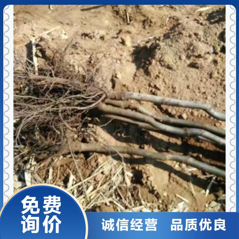核桃苗_花椒苗快速发货