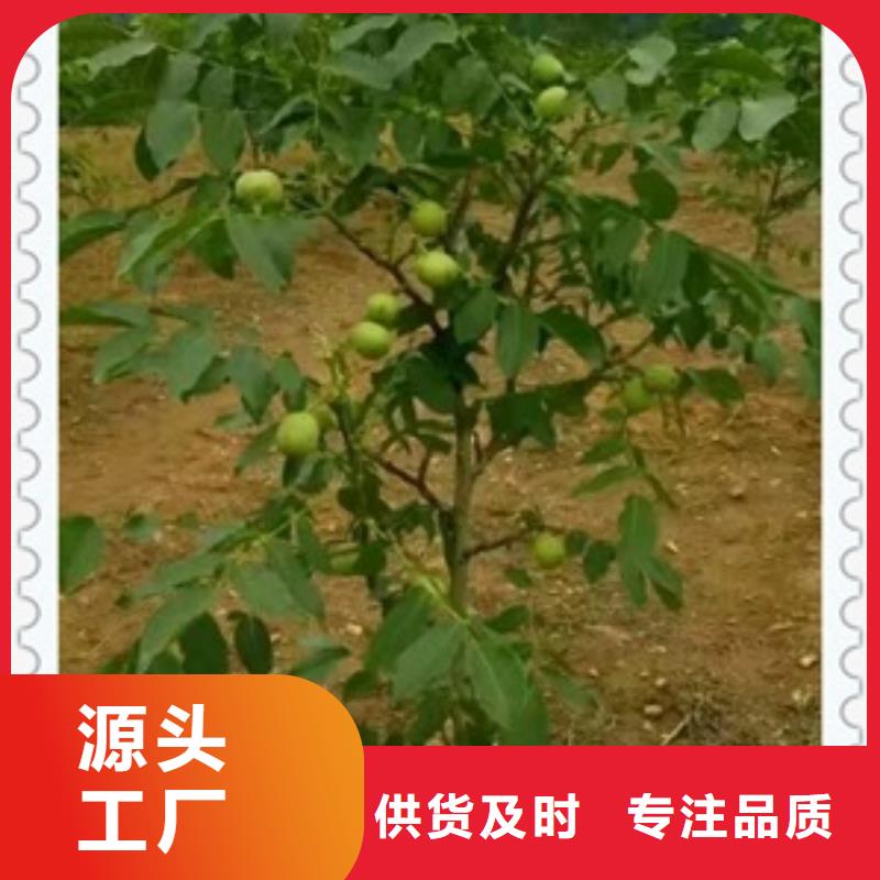 核桃苗梨树苗货源直销