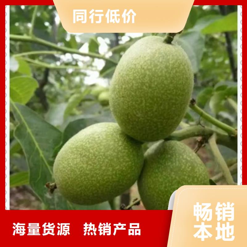 核桃苗花椒苗精工细作品质优良