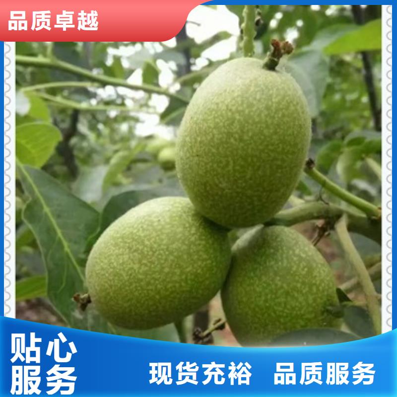核桃苗 【桃树苗】物流配送-兴海苗木种植社(果洛市分公司)