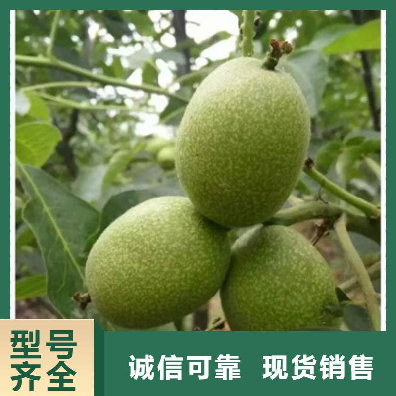 核桃苗_板栗苗当地货源