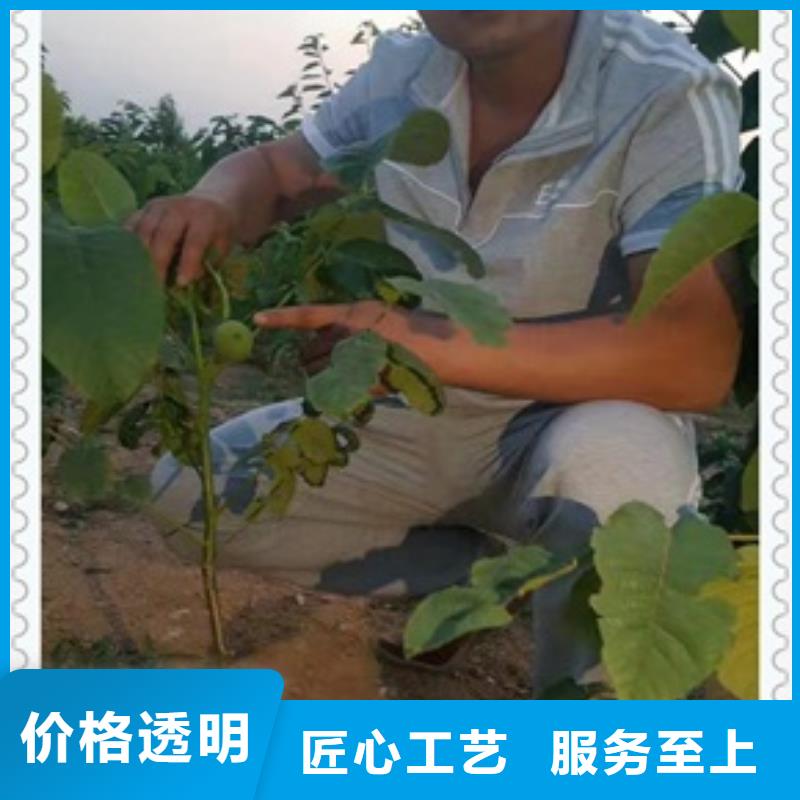 核桃苗 【桃树苗】物流配送-兴海苗木种植社(果洛市分公司)