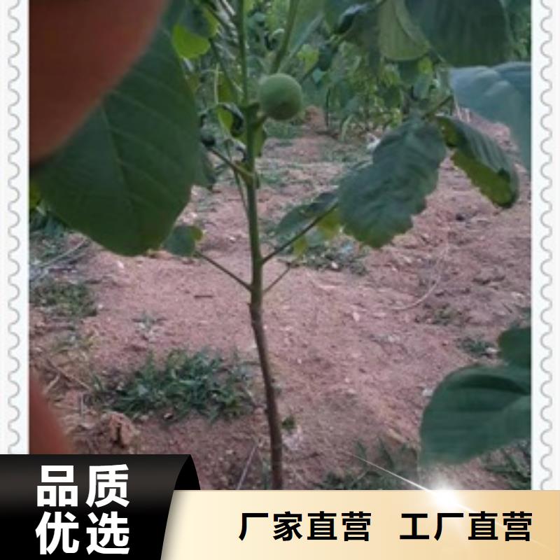核桃苗,山楂苗库存充足