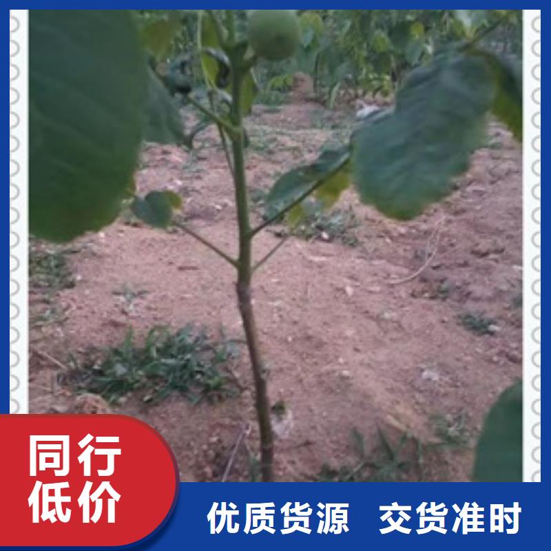 核桃苗,【花椒苗】价格实在|涟源|娄星|怀化|长沙|永州|张家界|邵阳品牌