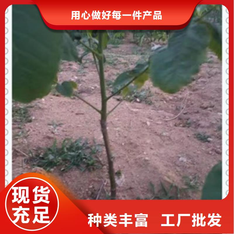 兴海【 核桃苗-梨树苗好货有保障】阿奇乐乐