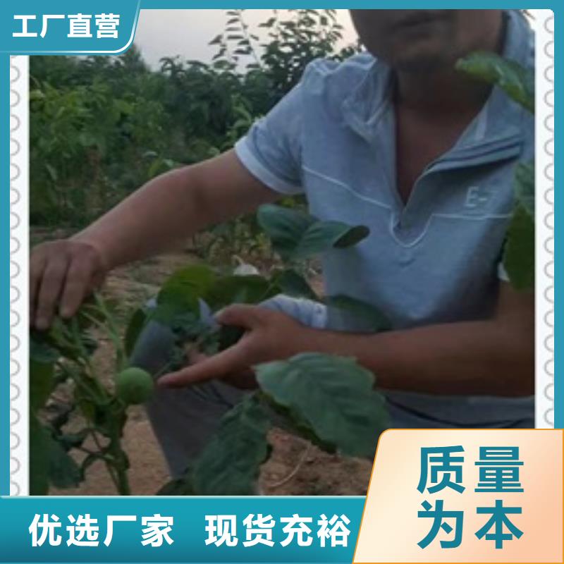 核桃苗,【花椒苗】价格实在|涟源|娄星|怀化|长沙|永州|张家界|邵阳品牌