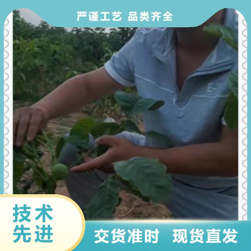 核桃苗蓝莓苗海量货源