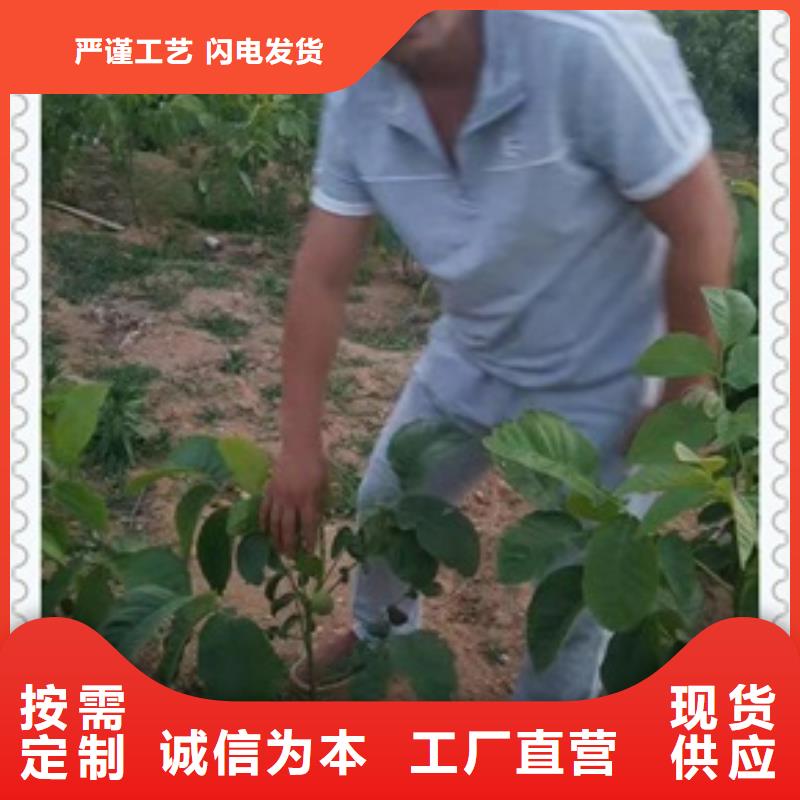 用心做好细节核桃苗,【花椒苗】价格实在