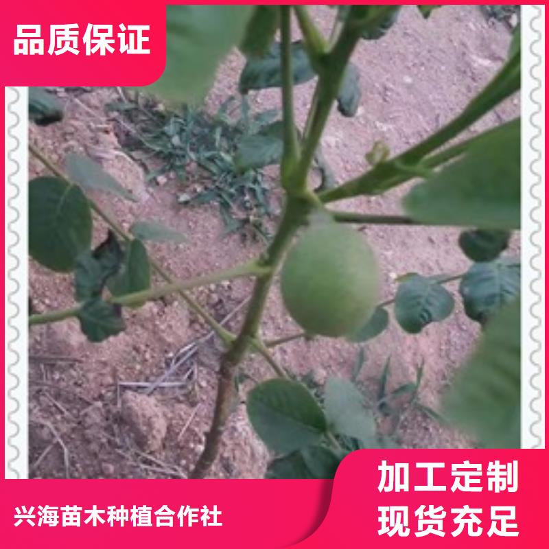 核桃苗桃树苗用心服务
