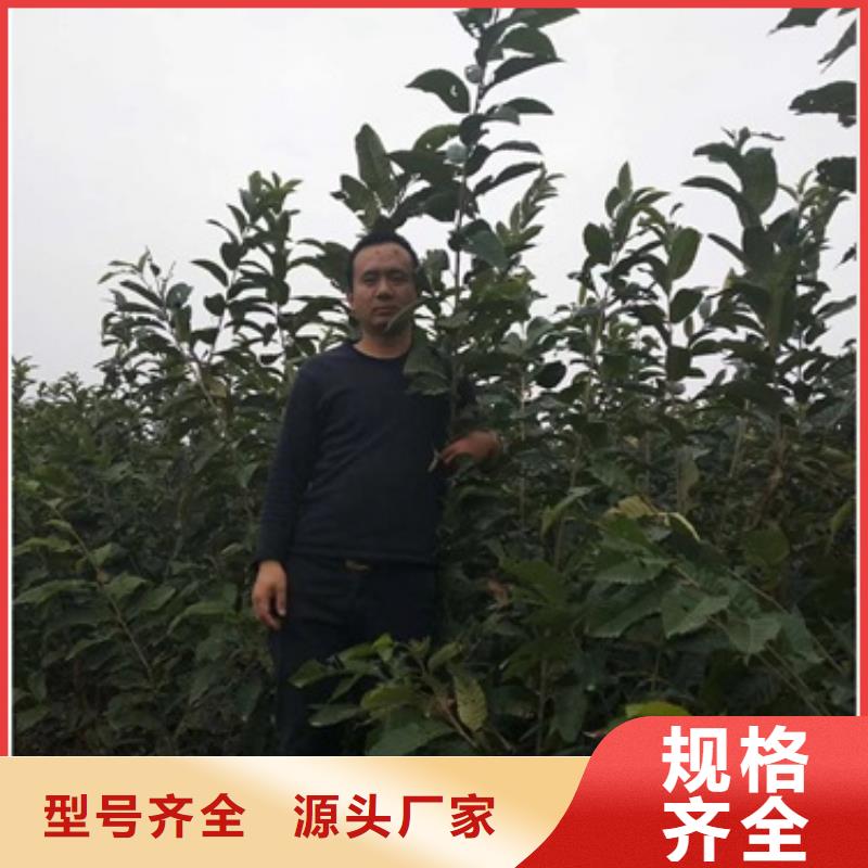 板栗苗李子苗用心提升细节