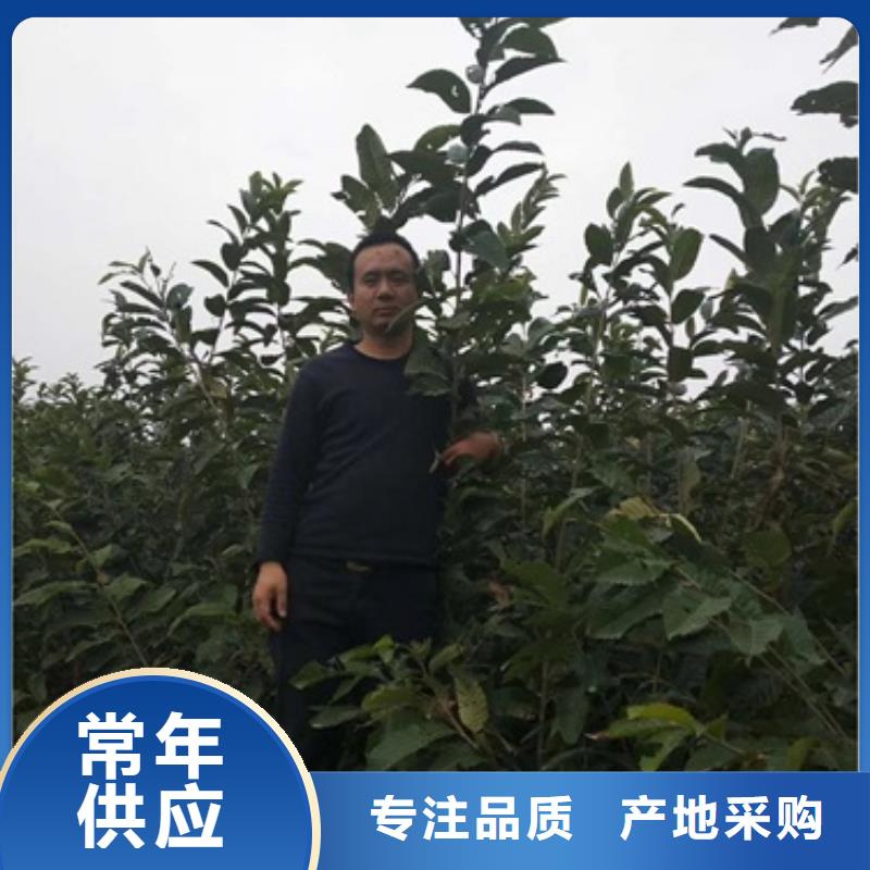 板栗苗_李子苗注重细节