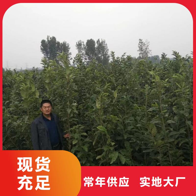 板栗苗-【梨树苗】采购