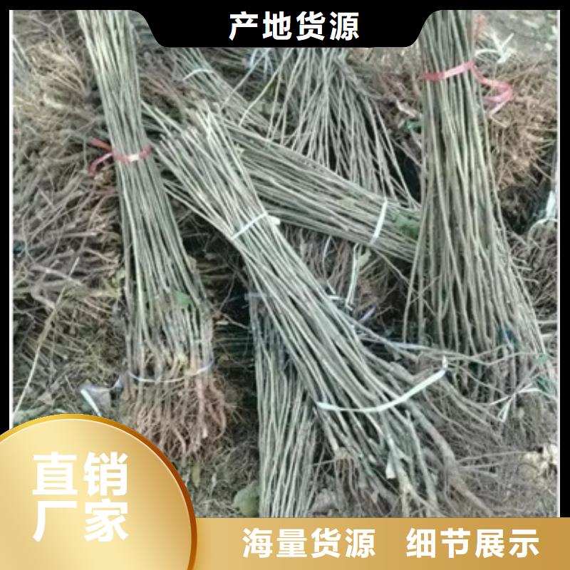 【板栗苗】花椒苗质量三包