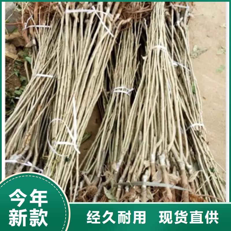 板栗苗_李子苗注重细节