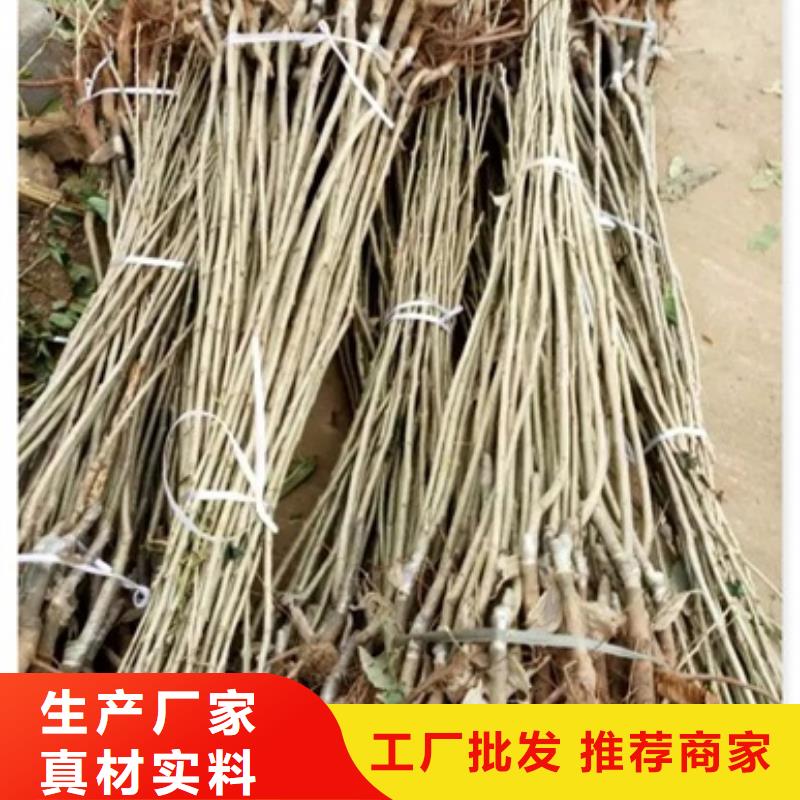 板栗苗李子苗用心提升细节