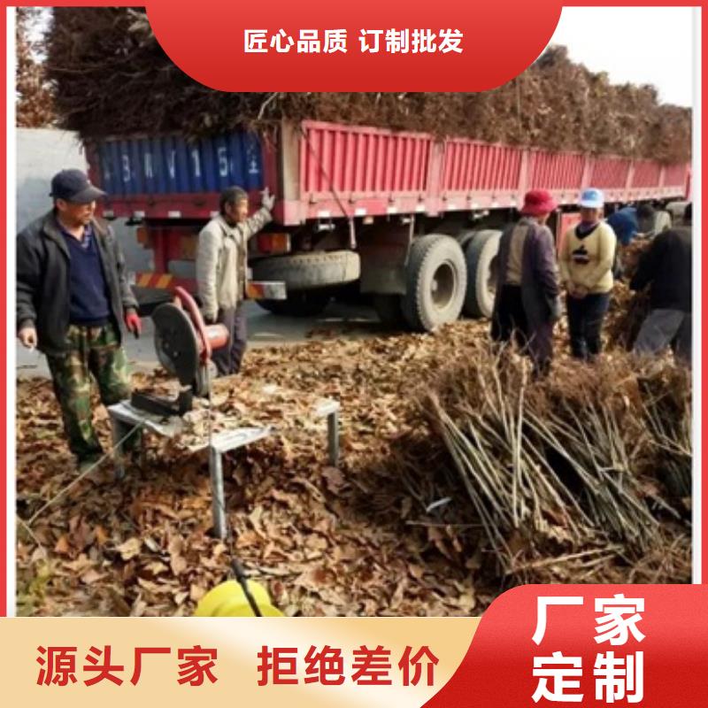 板栗苗_【梨树苗】实力商家供货稳定用品质赢得客户信赖