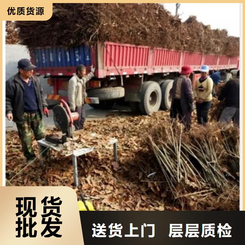 板栗苗蓝莓苗大厂生产品质