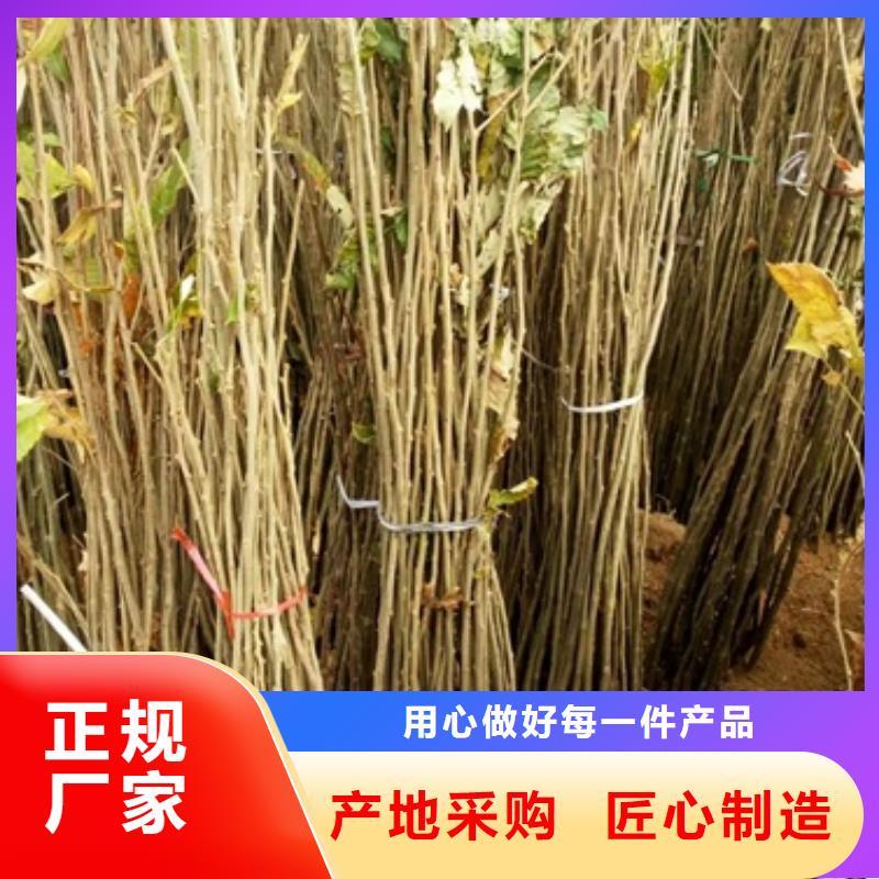 实时报价板栗苗【核桃苗】多年厂家可靠