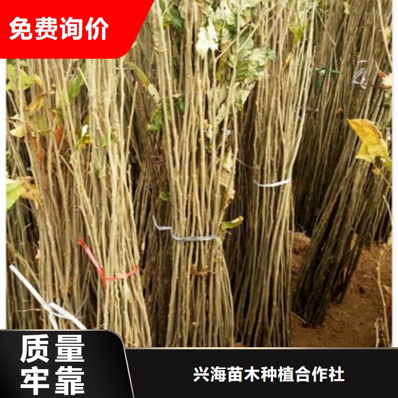 板栗苗【核桃苗】多年厂家可靠当地供应商