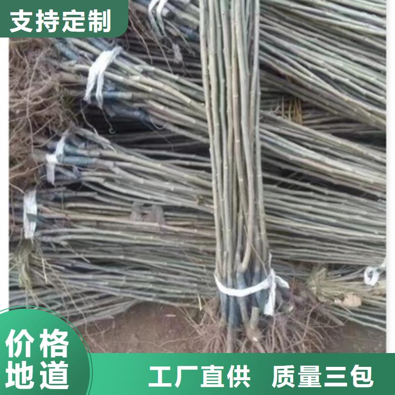 板栗苗【核桃苗】多年厂家可靠当地供应商