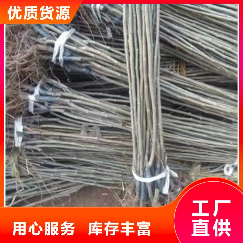 板栗苗核桃苗产地工厂