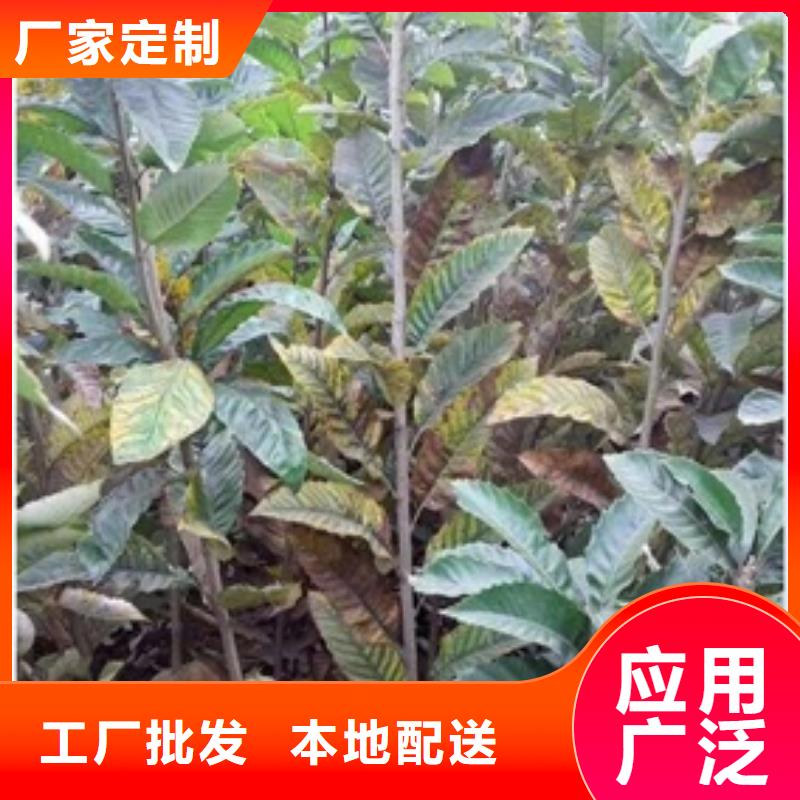 板栗苗【核桃苗】多年厂家可靠当地供应商