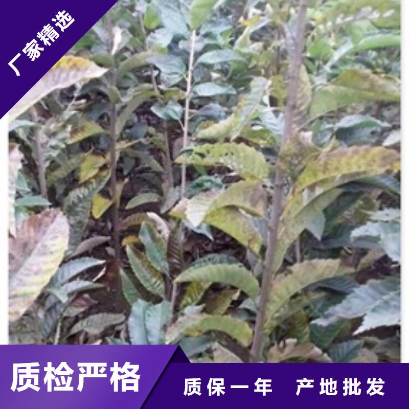 板栗苗蓝莓苗大厂生产品质