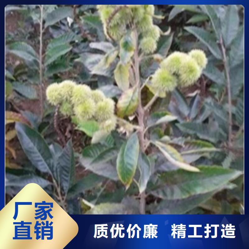 板栗苗【核桃苗】多年厂家可靠
