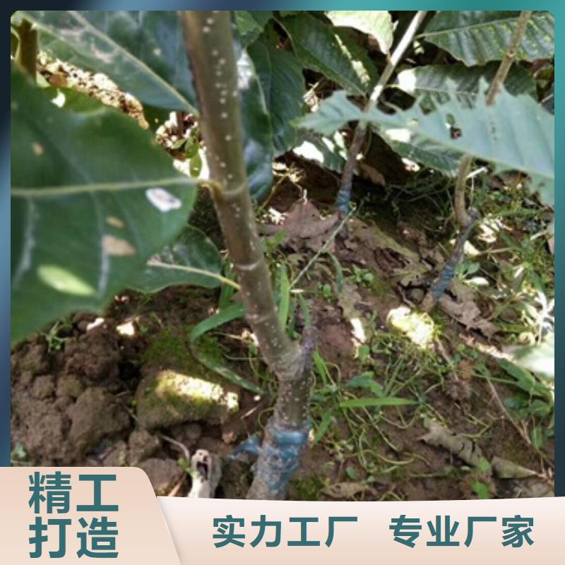 板栗苗【梨树苗】经验丰富品质可靠