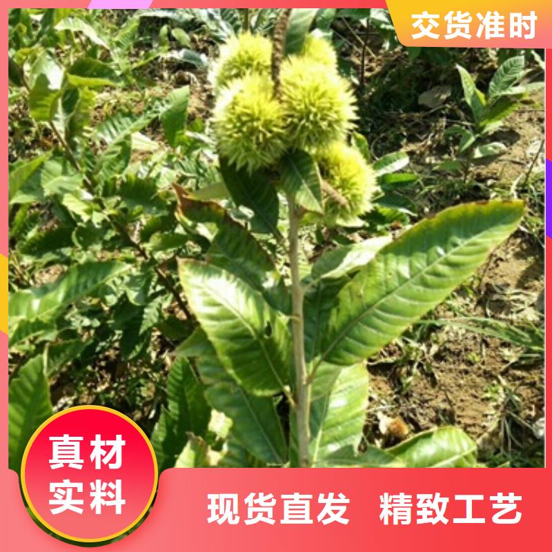 板栗苗【梨树苗】经验丰富品质可靠