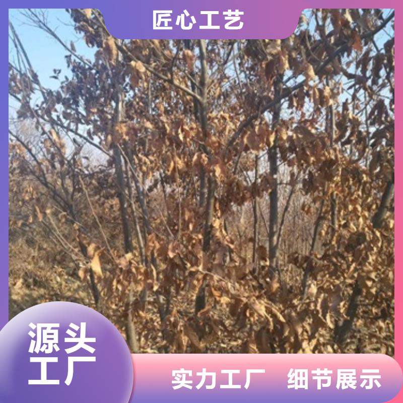 板栗苗花椒苗销售的是诚信