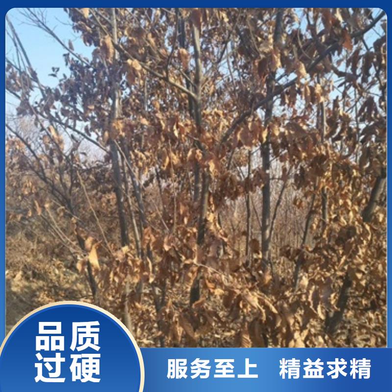 板栗苗-花椒苗实力见证