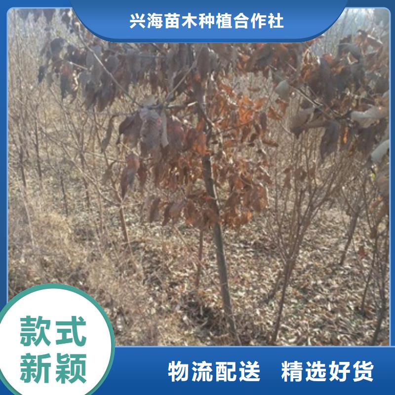 板栗苗蓝莓苗大厂生产品质