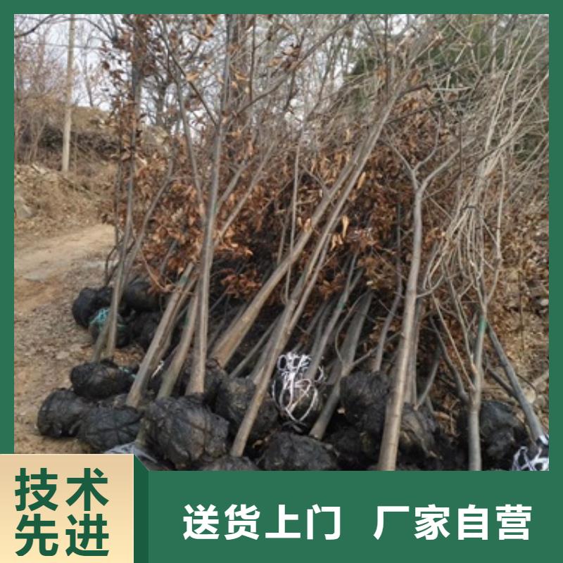 板栗苗_李子苗注重细节