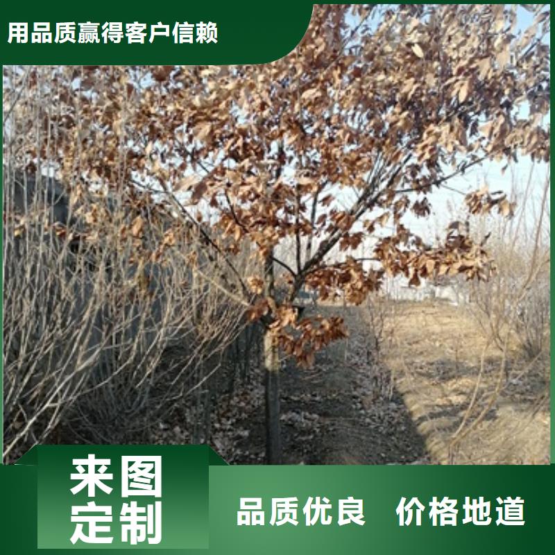【 板栗苗花椒苗质优价廉】当地货源