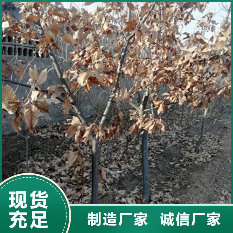 板栗苗蓝莓苗一站式供应