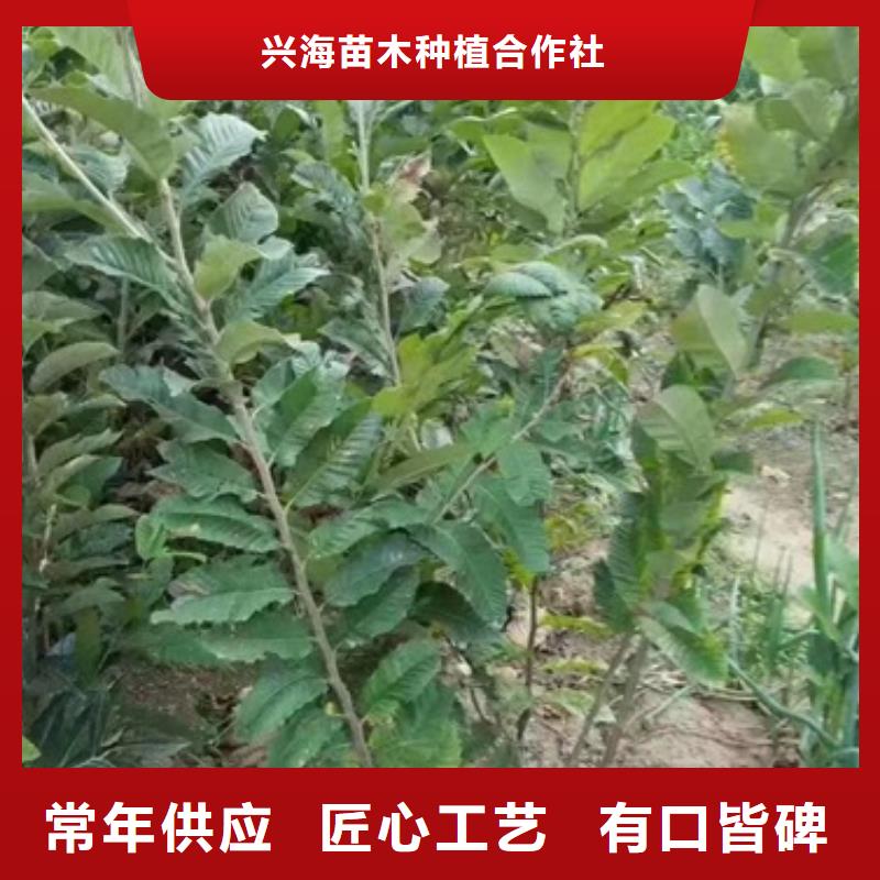 板栗苗随到随提