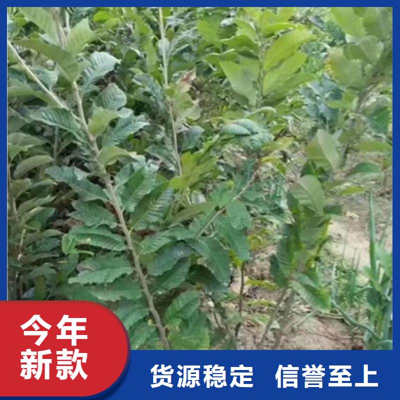 板栗苗核桃苗拒绝伪劣产品